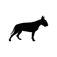 Anglický bulteriér